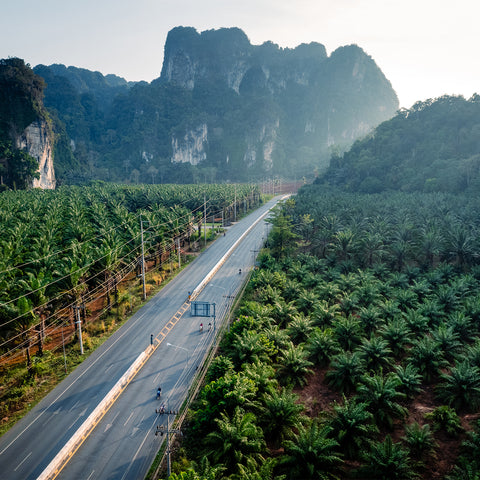 Luftaufnahme einer langen Straße, die durch eine grüne Palmenplantage führt, umgeben von üppigen Bergen im Hintergrund. Die ruhige Landschaft unterstreicht die Naturverbundenheit und die Umgebung, in der Rumrohstoffe oft angebaut werden.