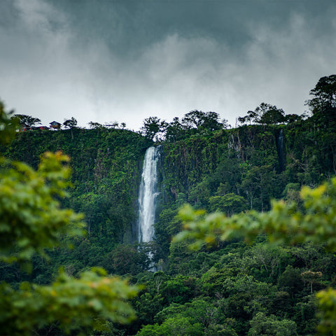 Mächtiger Wasserfall, der von einer dicht bewachsenen Felswand inmitten eines dichten Dschungels herabstürzt. Die Szenerie wirkt wild und unberührt und steht symbolisch für die Naturkraft und Ursprünglichkeit, die im Rumhandwerk oft geschätzt wird.